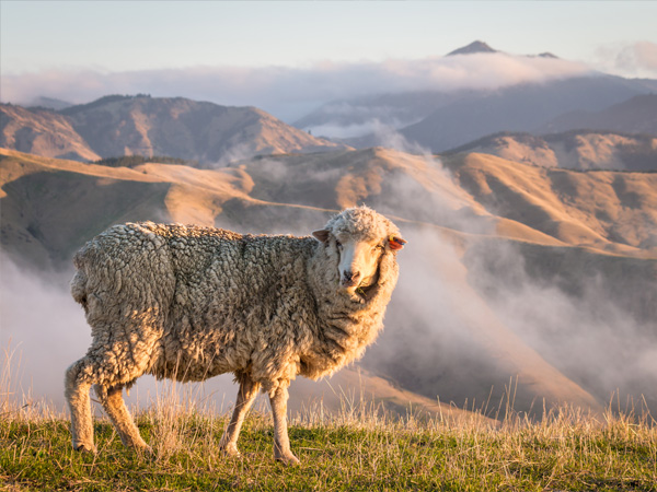 Merino sheep on an open mountain range