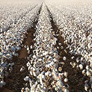 Cotton