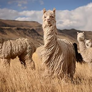 Alpacas