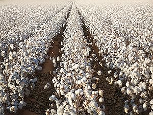 Cotton