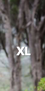 xl